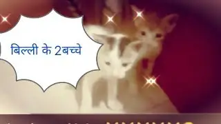 just brown kitties 😻😻😻😻😻🤩