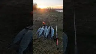 Пятнистая щука на закате #рыба #удочка #рыбалка #спиннинг #щука #хищник #ультралайт #fish #fishing