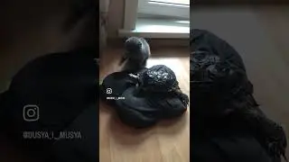 Привет! Давайте знакомиться. Мы черепаха Дуся и кошечка Муся.