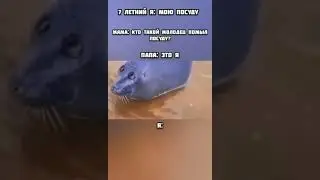 помыл посуду / мем грустный тюлень 