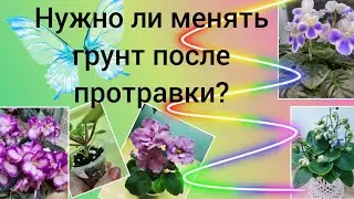 Нужна ли пересадка фиалке после протравки?