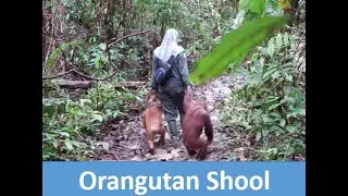 Orangutan　School.
