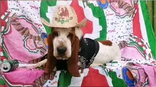 Basset hound muy Mexicano