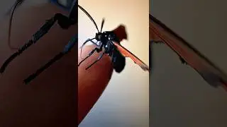 Spotted Oleander Caterpillar Moth After Pics & Before Releasing It