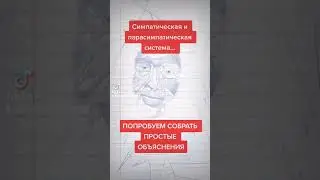 Простыми словами и фактами простое определение симпатическая и парасимпатическая система в организме