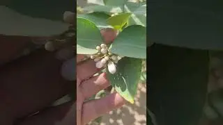 organic garden is green gold.