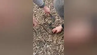 Змея на дороге🐍ШОК нашли гадюку Большой червяк для рыбалки на удочку😂