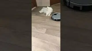 Робот пылесос пытается согнать кота Мартина с места.