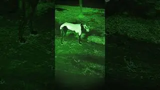 Horror dog #shorts #ytshorts #ghost #creepy #youtubeshorts #scary #viral #trending #ghostmovie