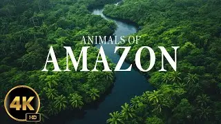 Animals of Amazon 4K - Animals That Call The Jungle Home | #amazon  4K ULTRA HD