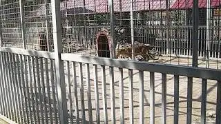 Зоопарк --Вашура--Получили огромное удовольствие!!!