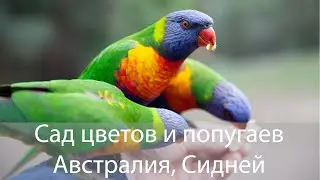 Сад камелий в Сиднее, Австралия
