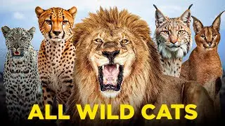 All type of Wild Cats Explained in 8 minutes