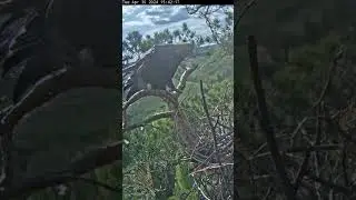 ☀️🦅 Eagle Altyn Reporting for Egg Duty 🥚🫡🥚30/4/24 Орел Алтын явился на службу за яйцами