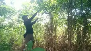 memberantas pepohonan di kebun karet