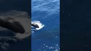 whaleshark|sea animals|whale shark eating
