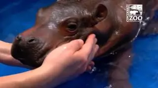 Premature Hippo Baby has First Pool Experience - Cincinnati Zoo