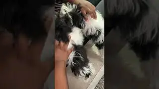Tushi and Nushi love being pet #ninjakidstv #ninjakidstv #shorts #dogs #dogsofinstagram #pubity