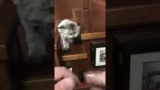котёнок дерёться