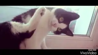 Кошка просит прощения