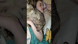 Смешные кошечки. Домашние животные Четвероногие тираны