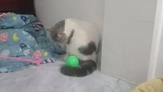 You Laugh You Lose😂Funniest Dogs and Cats 2025👮‍♀️