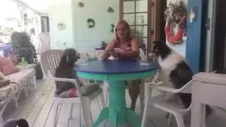 Playing cards