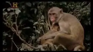 Canlılarda Gözler - Türkçe Dublaj Belgesel izle