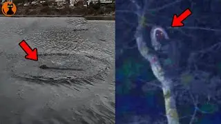 ダム湖で激撮された謎の恐竜型未確認生物...最新UMA情報８選(ゆっくり解説)#.85