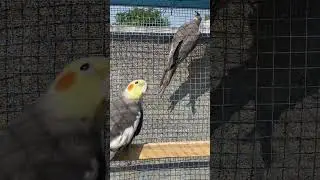 Cockatiels Natural sounds | Gray Cockatiels  |Natural sound | Birds | #shorts #short