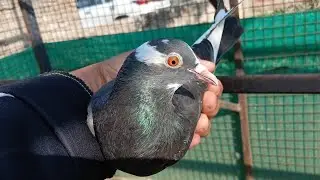अंदर वाले खास जोड़े 7494900384 The Special Couple Inside !! Pihu Pigeons !! Delhi Sangrur Mansa Loni