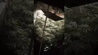 Meu cultivo Medicinal