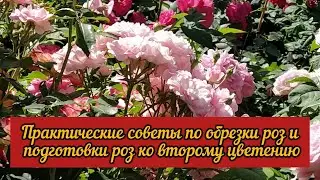Практические советы по обрезке роз и подготовке роз ко второму цветению.