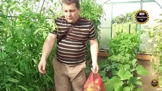 Урожай с дачи и гуляш с макаронами Макфа