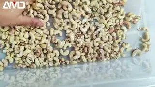 AMD Cashew Sorting/Sorter/Sortex Machine for Demo with P-LGS4 model