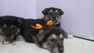 Щенки ищут новых мам и пап