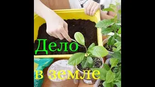 Грунт для цитрусовых. Всё про грунт своими руками. Юные садоводы