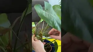 How to Propagate Anthutium By Cuttings | Short