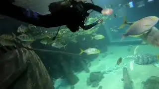 Необычное предложение руки и сердца