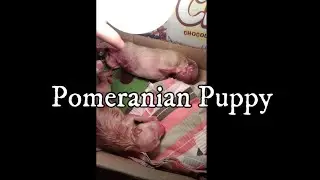 Pomeranian Puppy