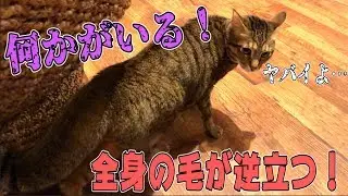 【何かがいる】深夜にティガーの様子が突然おかしくなりました。