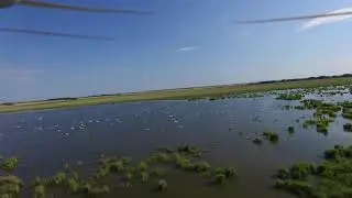 Flight with Common Cranes