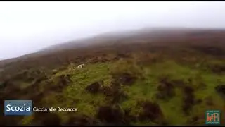Caccia a Beccacce in Scozia, le beccacce si trovano anche tra l'erica