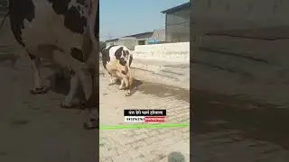 दुसऱ्या वेताची गाई विक्रीसाठी उपलब्ध #hf_cow #सांगोला_बाजार #dairy_farm