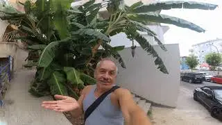 Бананы
