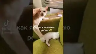 #уложитьребенка #детиикоты