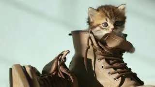 citten 🐈🐈