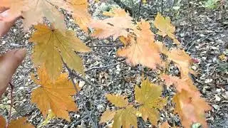 Тропинка через осенний лес на пляж Лесной