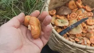 Грибы РЫЖИКИ, вкуснейший рецепт засолки.