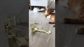 #domino